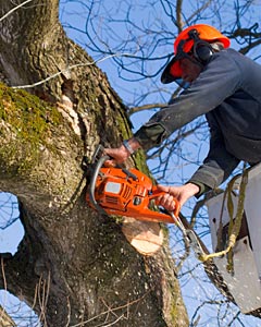 Xpress Tree Services, Inc.