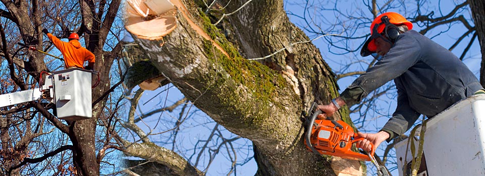 Complete Tree Services